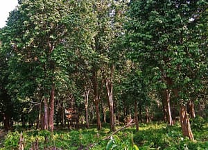 Kebun duku di Sumatera Selatan (duku Palembang)