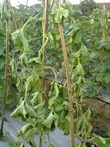 penyakit layu fusarium
