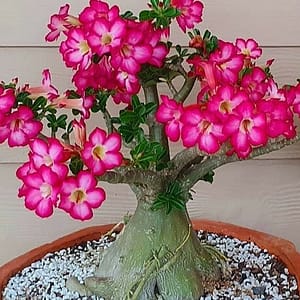 Adenium obesum